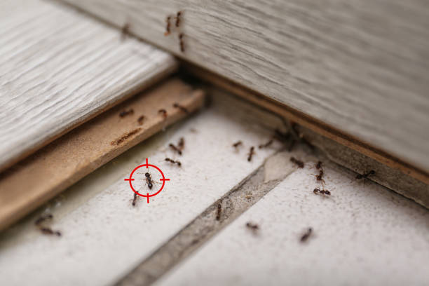 Best Ant Control Services  in Wolfdale, PA