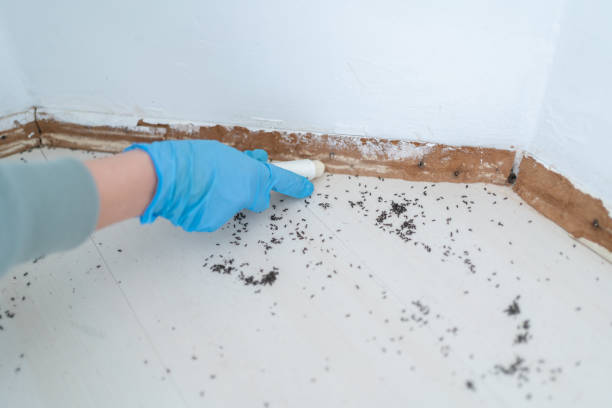 Wasp Removal Services in Wolfdale, PA